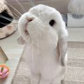 Profile picture bunnyphotography.bsky.social