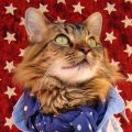Profile picture lorenzothecat.bsky.social