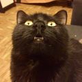 Profile picture guinnessisacat.bsky.social