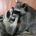 Profile picture raccoonhourly.bsky.social