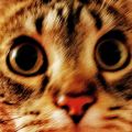 Profile picture kathyc2222.bsky.social