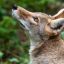 Coyote / J. Stryker 🇨🇦 | Memento Vivere 🍃