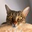 Grey Cat