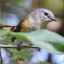 AvianWI