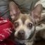 Profile picture chicathechihuahua.bsky.social
