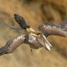 Banditelli Birds 500+