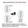 BirdFlu