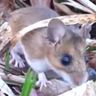 Mostly Mice