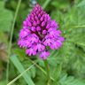 wildflowers