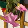 Mis Plantitas