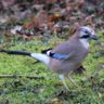 Oiseaux du ciel bleu 
