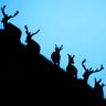 Deer Art