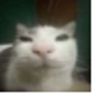 Catposting