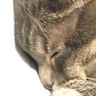 Cat Accounts