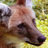 Leggies 🐾 Maned Wolf