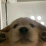 puppy likes
