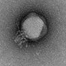phagesky