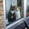 Cats of BSKY