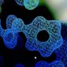 Protein Cosmos