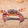 🦀 Crab Time 🦀