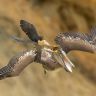 Banditelli Birds 500+