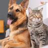 Pets Lovers
