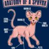 Sphynx Cats