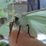 Lunarli's Lepidoptera