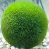 Marimo