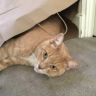 Pet Videos