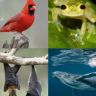Bioacoustics 🦇🐸🦉🐋