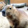 Capybaras, カピバラ