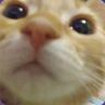 pet time!