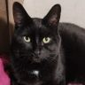 PetPics