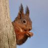 UK Wildlife Photos 🇬🇧 📷